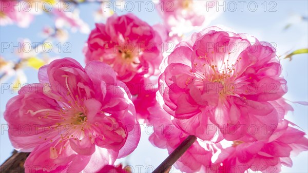 Spring cherry or early ornamental cherry