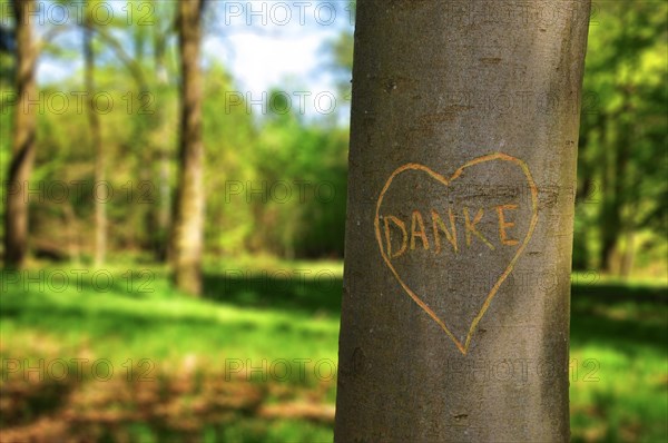 Heart cut into the bark of a tree