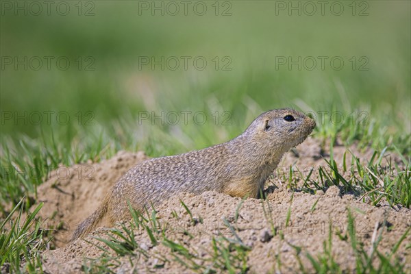 European ground squirrel