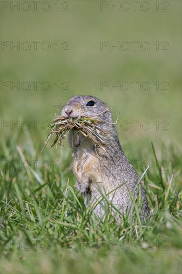 European ground squirrel