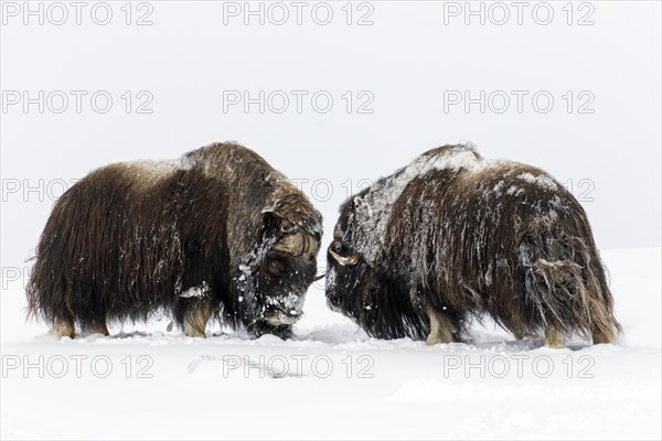 Muskox