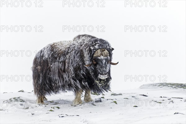 Muskox