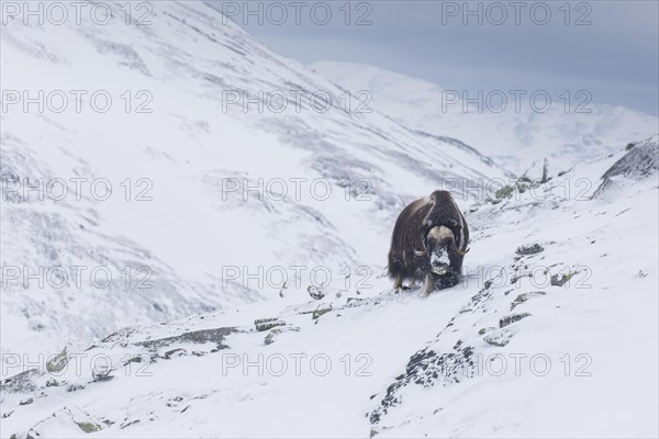 Muskox