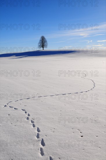 Tracks in the snow