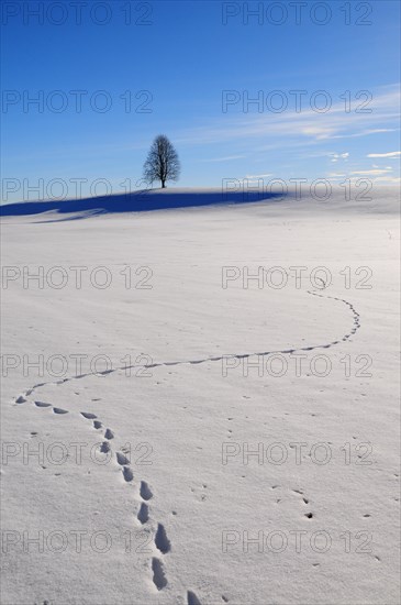 Tracks in the snow