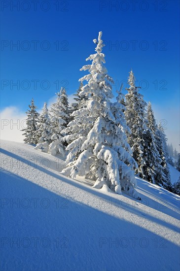 Trees in winter