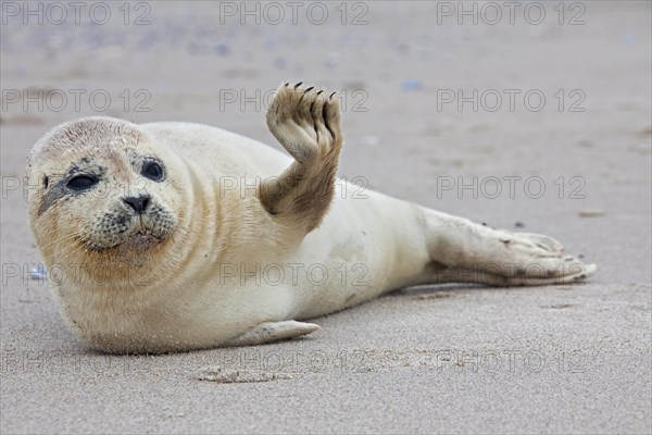 Common seal