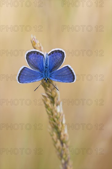 Silver-studded blue