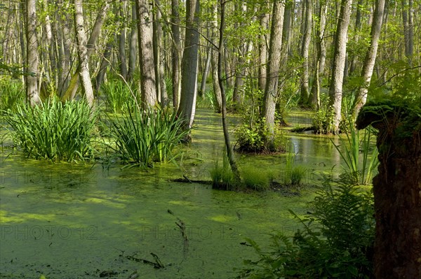 Ueckeritz Mecklenburg-Western Pomerania Greifswald Island Usedom Nature Reserve Wockinsee Germany Europe