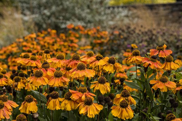 Helenium