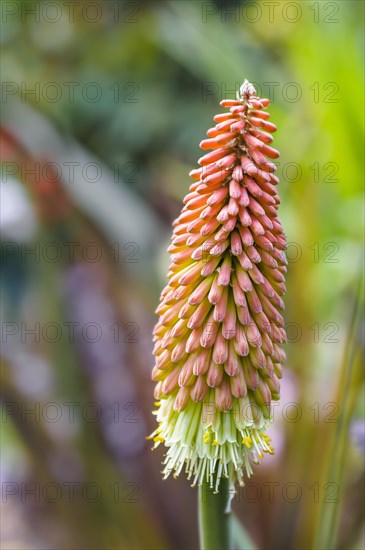 Kniphofia uvaria