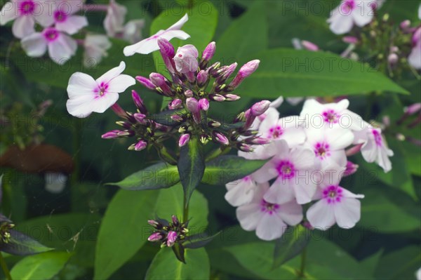 Phlox