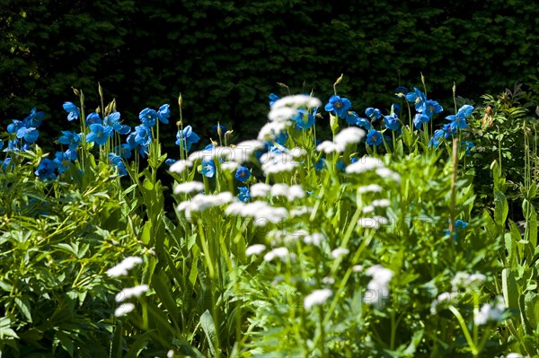 Blue Tibetan Poppy