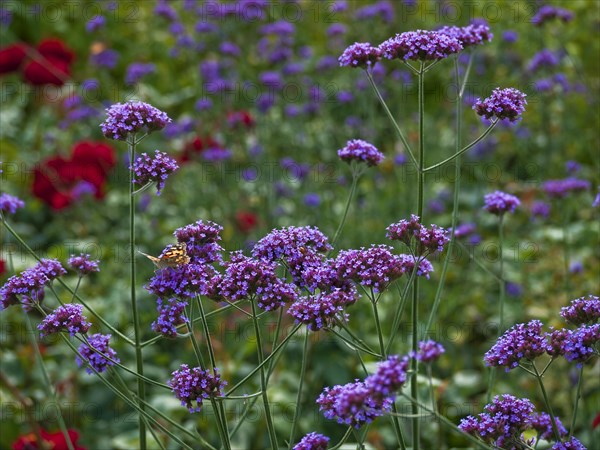 Argentine verbena