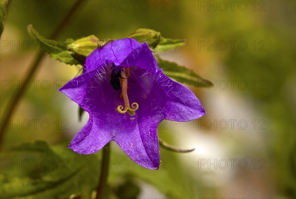 Peach-leaved bellflower