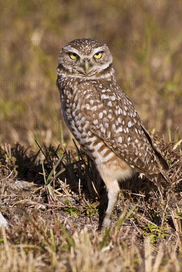 Burrowing owl