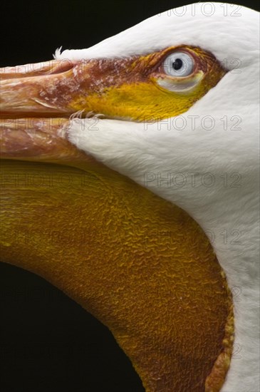 American white pelican