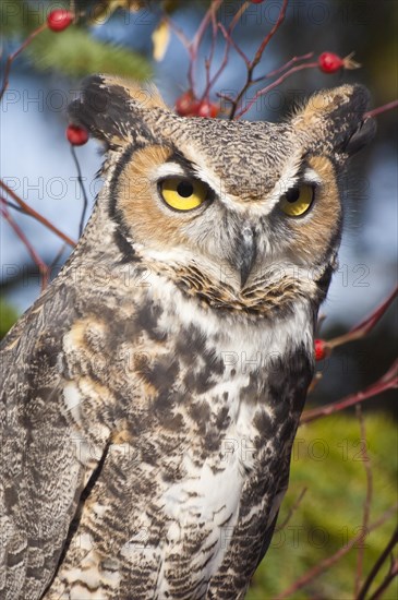 Common Great Horned Owl