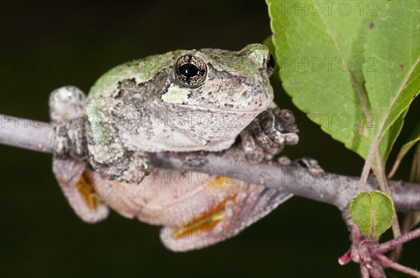 Gray tree frog