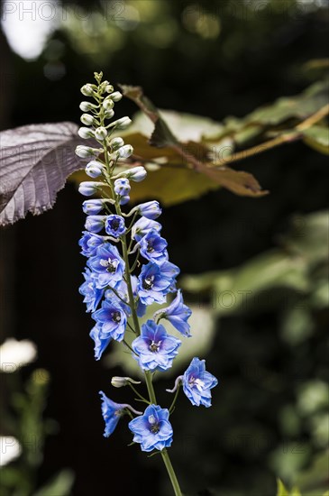 Delphinium