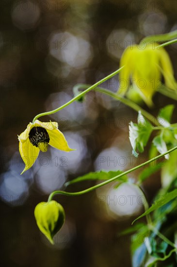 Clematis Bill McKensie