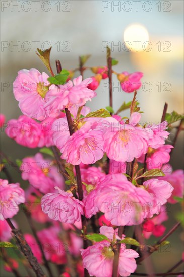 Spring cherry or early ornamental cherry