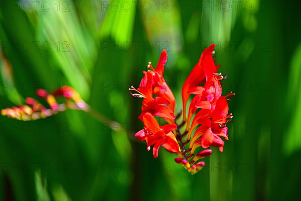 Flower of a Montbretia