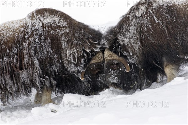 Muskox