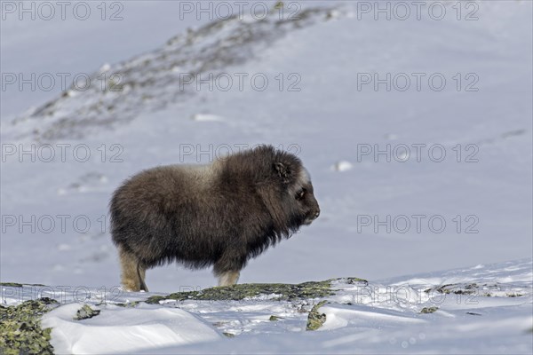 Muskox