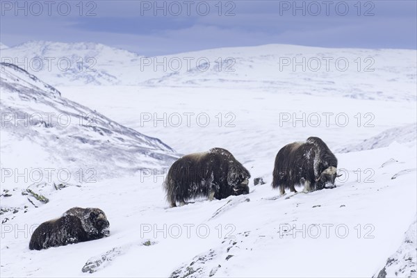 Muskoxen muskox