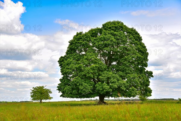 Maple tree in a sheep pasture south of Augsburg