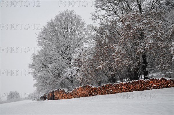 Woodpile at the edge of the forest in winter