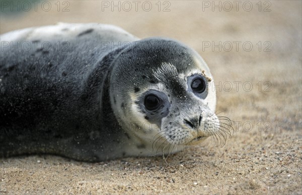 Young harbour seal