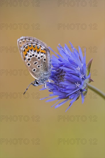 Silver-studded blue