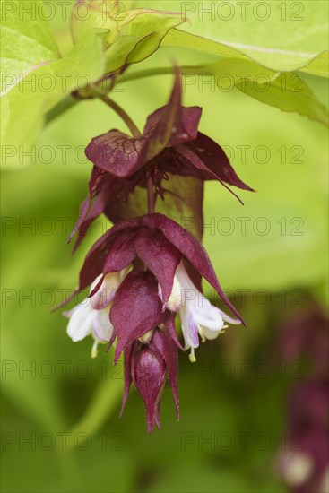 Himalayan Honeysuckle