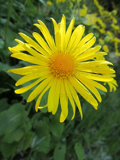 Elecampane