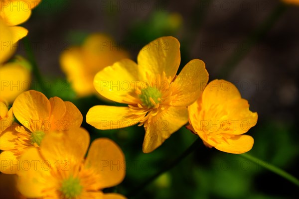 Golden cinquefoil