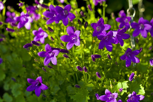 Tussock bellflower