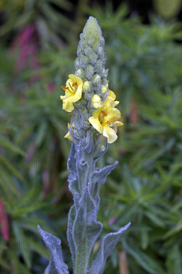 Large-flowered mullein