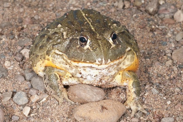 African bullfrog