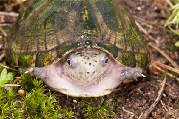 Loggerhead musk turtle