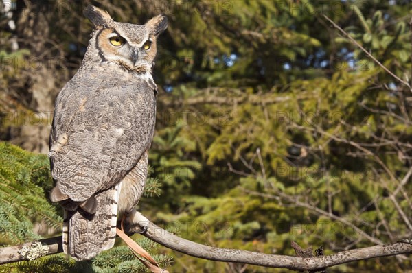 Common Great Horned Owl