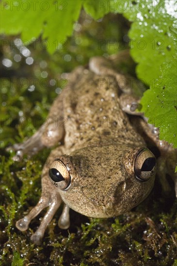 Cuban tree frog