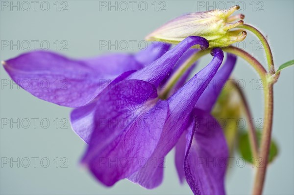 Aquilegia