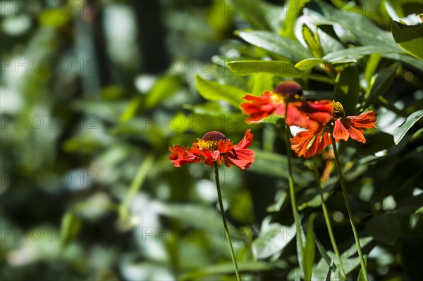 Helenium