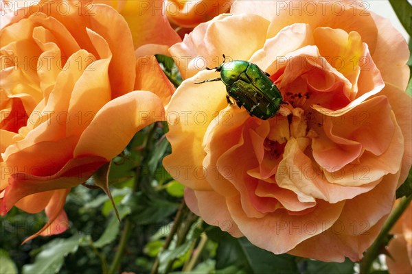 Rose beetle