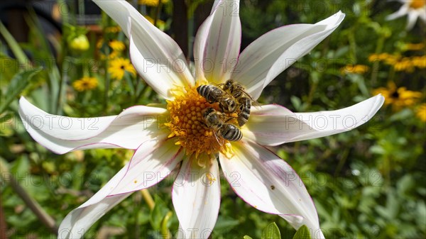 Star dahlia