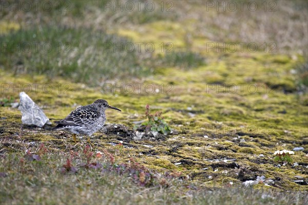 Purple sandpiper