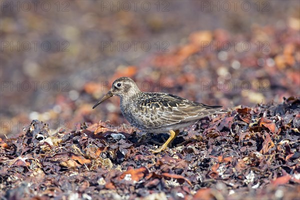 Purple sandpiper