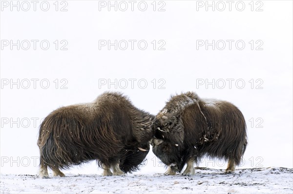 Muskox